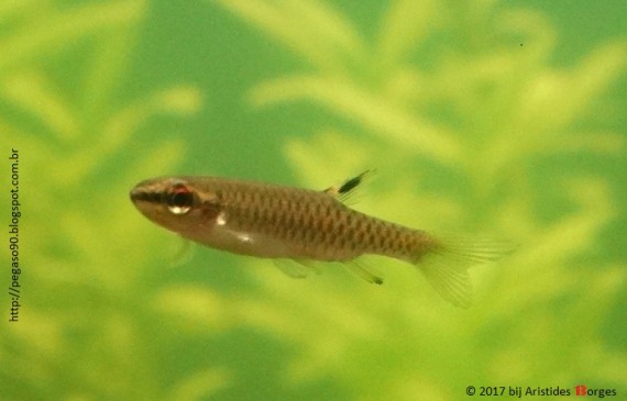 Copella meinkeni
