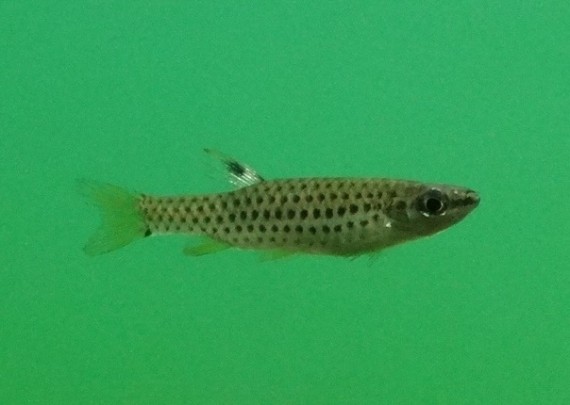 Copella nattereri