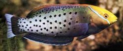 Coris formosa