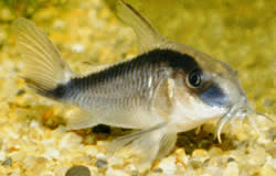 Corydoras arcuatus Corydoras arqueadas