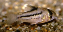 Corydoras axelrodi Corydoras d'axelrod