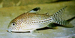 Corydoras julii