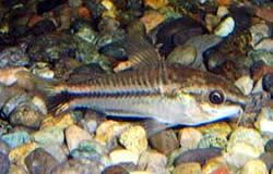 Corydoras pygmaeus Pigmy corydoras
