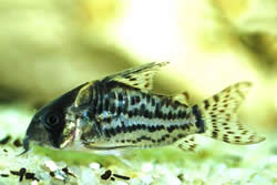 Corydoras schwartzi Corydoras con cinco bandas