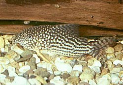 Corydoras sterbai Corydoras sterbai