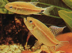 Crenuchus spilurus