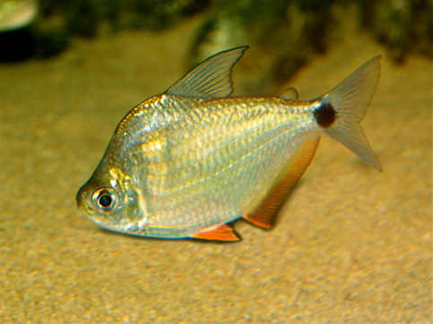 Ctenobrycon spilurus hauxwellianus Characin con espalda alta