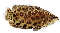 Ctenopoma acutirostre Leopardo de Ctenopoma