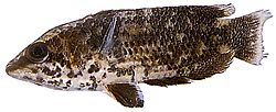 Ctenopoma oxyrhynchus Pavo real