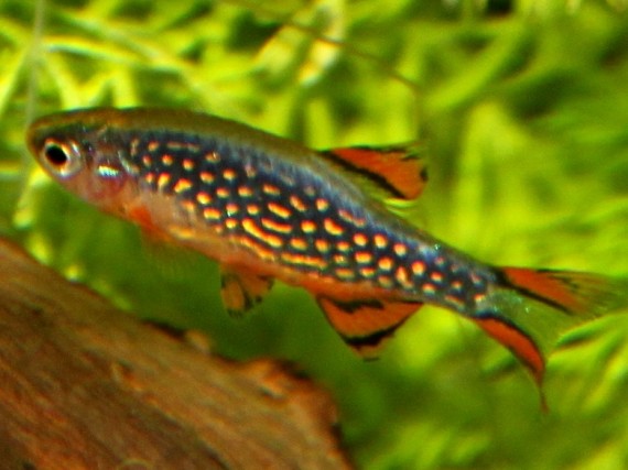 Danio margaritatus (Galaxia de Danio)