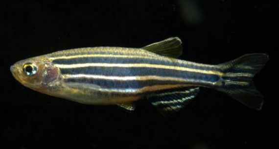 Danio rerio