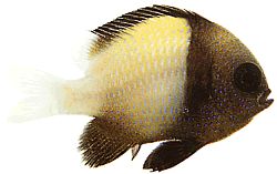 Dascyllus carneus (Dascyllus carneo)