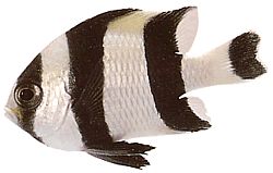 Dascyllus melanurus (Dama de cola negra)