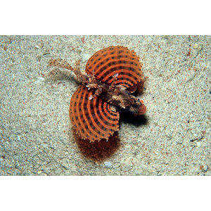 Dendrochirus brachypterus (Enano)