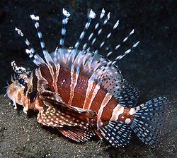 Dendrochirus zebra (Puntaje enano)