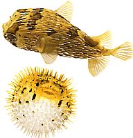 Diodon holocanthus (Soplador espinoso)