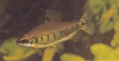 Distichodus decemmaculatus (Distichodus enano)