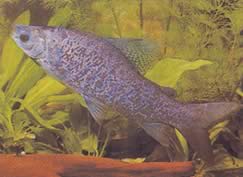 Distichodus notospilus (Sombra de distichidad)