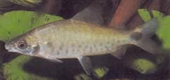 Distichodus rostratus (Distitichodus en Rostre)