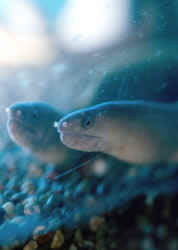 Echidna rhodochilus (Pared de agua dulce)