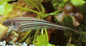 Eigenmannia virescens (Pez de cuchillos de vidrio)