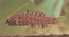 Elachocharax georgiae (Tetrager enano)