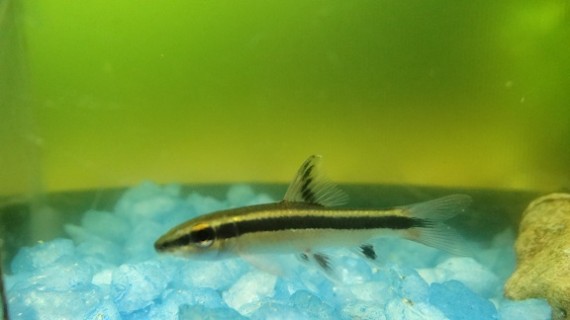Epalzeorhynchus kallopterus (Hermosas aletas)