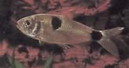 Exodon paradoxus (Tetra-tiger con dos puntos)