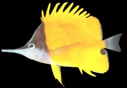 Forcipiger flavissimus (Quelmón con pico largo)
