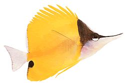 Forcipiger longirostris Quelmón con pico largo
