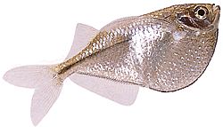 Gasteropelecus sternicla Plata