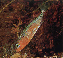 Gasterosteus aculeatus linne Espinoso