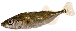 Gasterosteus aculeatus Epinche de tres primeros años