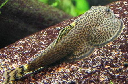 Gastromyzon ctenocephalus Borneo Gastromyzon