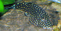 Gastromyzon punctulatus Locche puntuado