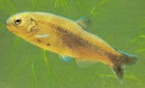 Gymnocharacinus bergi Patagonia's Naked Characin