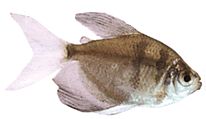 Gymnocorymbus ternetzi Viuda