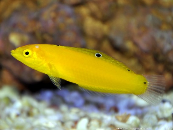 Halichoeres Chrysus (Amarillo / labre canario)