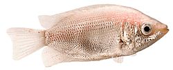 Helostoma temmincki Besos - Gourami Combership