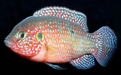 Hemichromis lifalili (Cíclido rojo)
