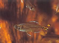 Hemigrammopetersius caudalis Congo tetra con amarillo