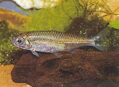Hemigrammopetersius pulcher (Africano nacido en tetra)
