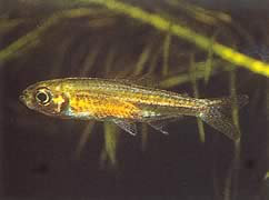 Hemigrammopetersius tangensis (Tanga tetra-néon)