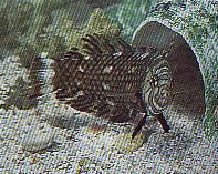 Hemipteronotus taeniourus Labre enmascarado