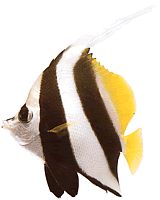 Heniochus acuminatus Garrapata