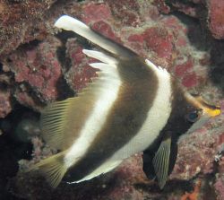 Heniochus varius Pez delantero jorobado