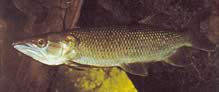 Hepsetus odoe Characin-Jochet africano, salmón de Guinea