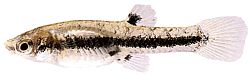 Heterandria formosa (Pescado de mosquitos)