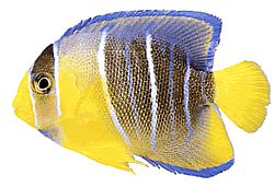 Holacanthus ciliaris Ángel real