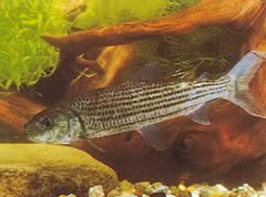 Hydrocynus goliath Tetra-Loup, pez tigre africano
